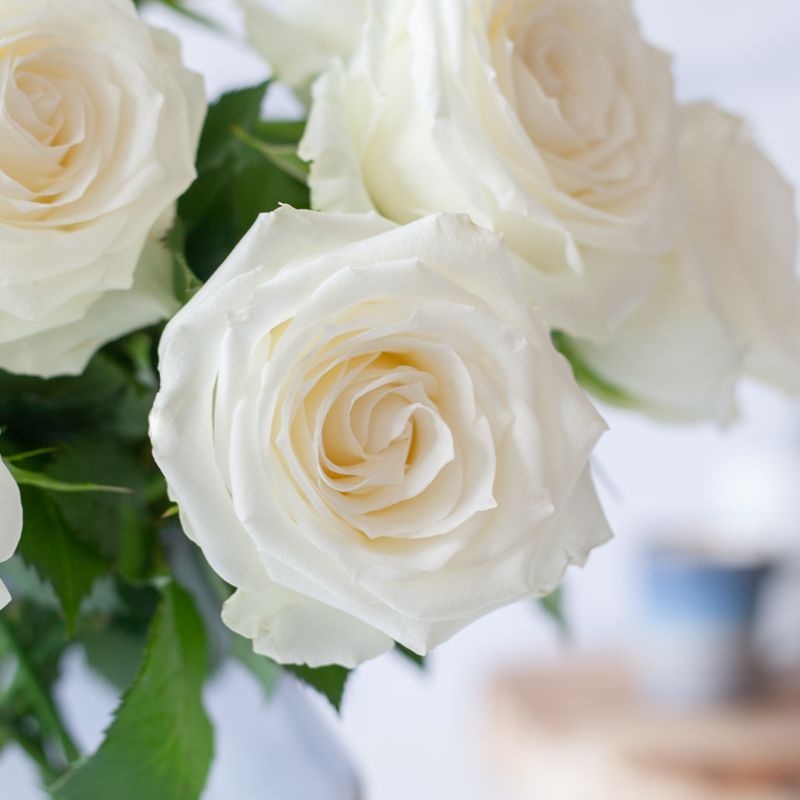 backend-media_library.no_image_found