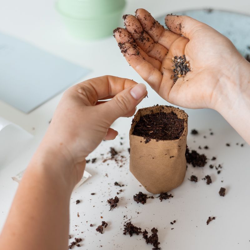 success-zaaien-zaden