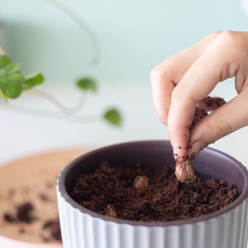 Een hand die een klavertje vier bolletje plant in een pot met aarde, klaar om geluk te laten groeien.