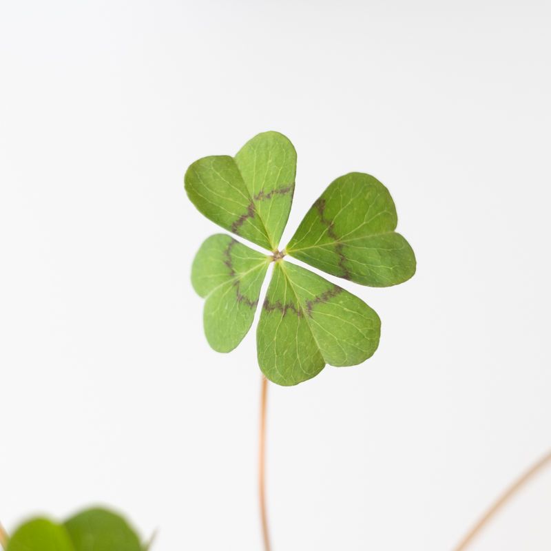 Close-up van een klavertje vier met frisgroene blaadjes, tegen een lichte, neutrale achtergrond.