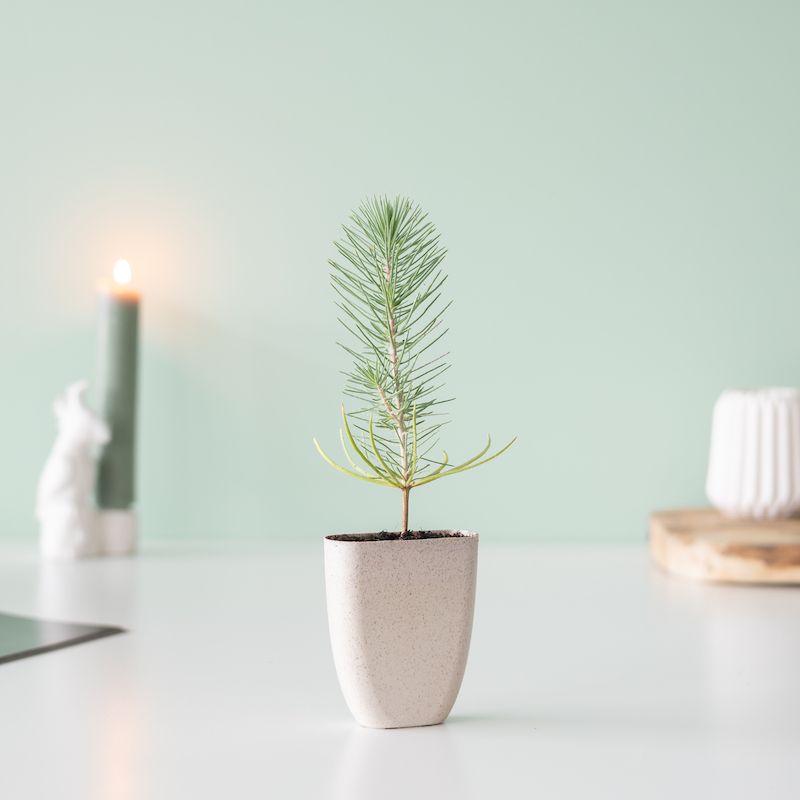 backend-media_library.no_image_found