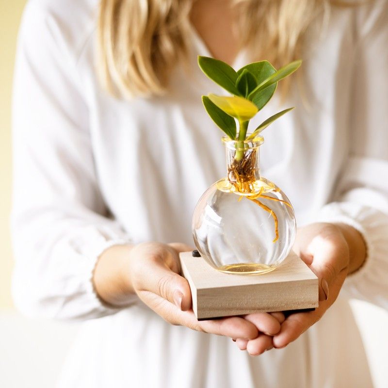 Lichtplantje met plankje met licht, vaasje en een clusia vetplantje