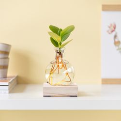 Planten cadeaus | Uniek origineel BloomPost