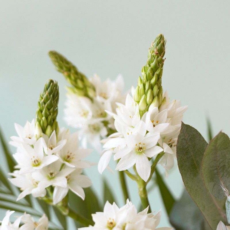 Brievenbuspakketje met witte zuidenwindlelies