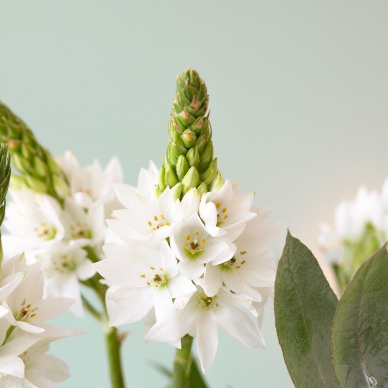 Brievenbuspakketje met witte zuidenwindlelies