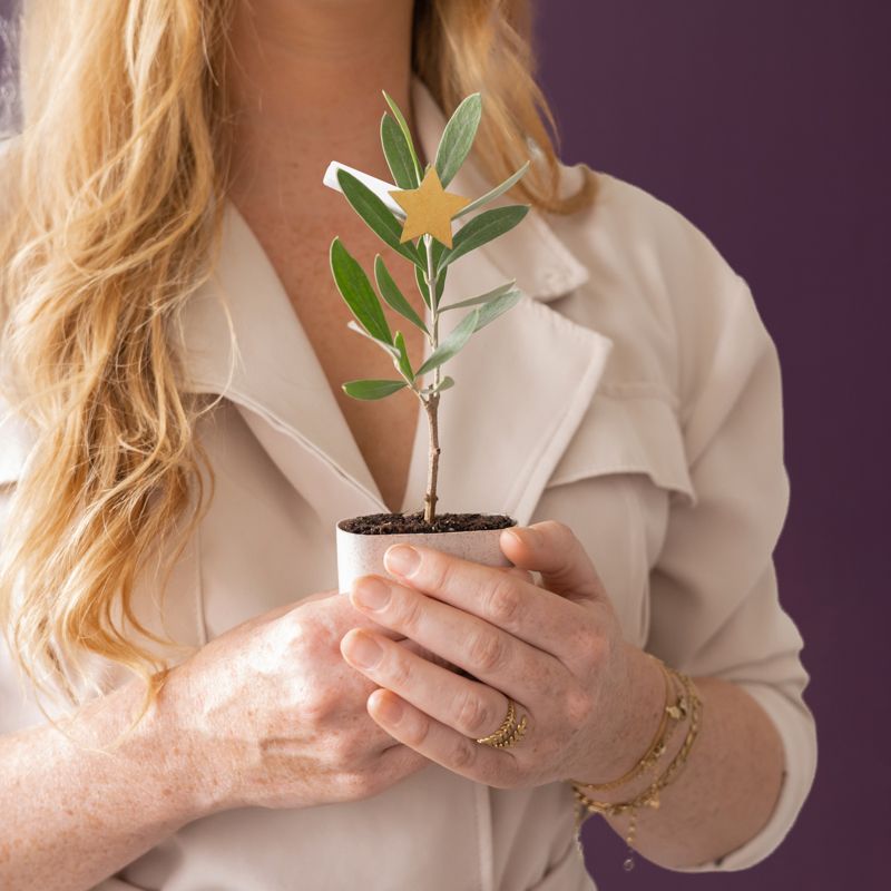 Feestelijk olijfboompje met een ster clip voor Kerst