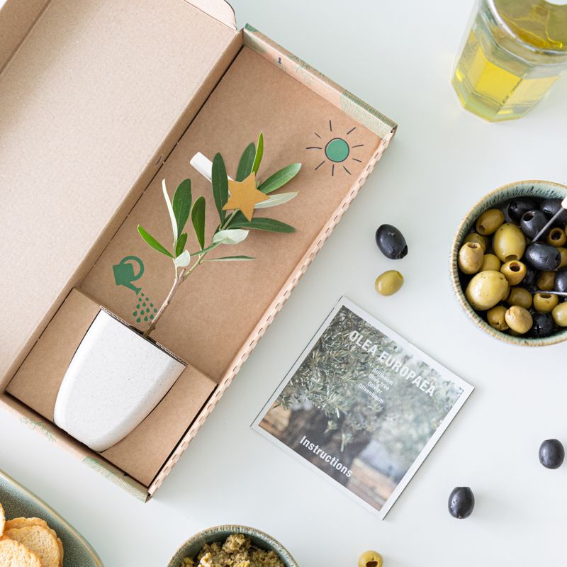 Feestelijk olijfboompje met een ster clip voor Kerst