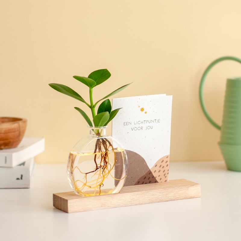 Brievenbus lichtplantje met houten plankje met licht, een vaasje en Clusia plantje. Er is ruimte in het plankje voor een wenskaart
