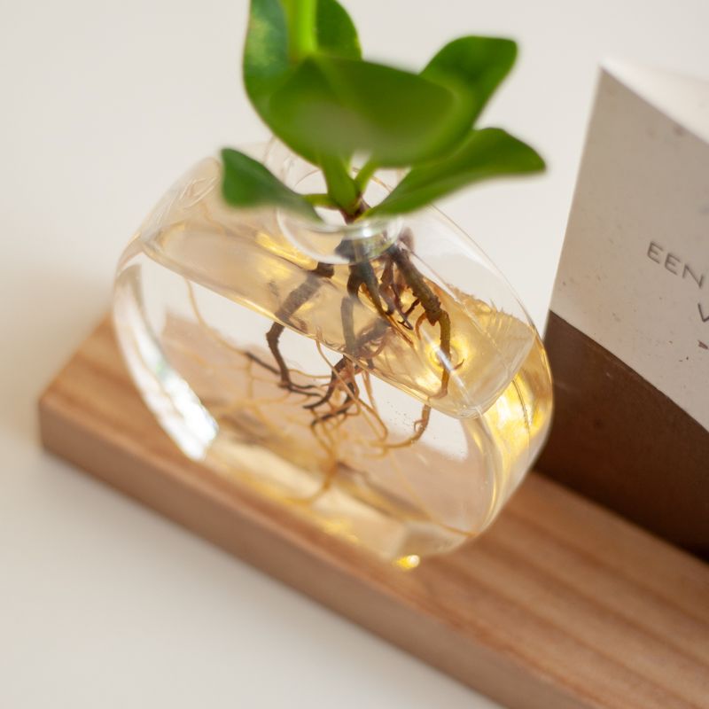 Brievenbus lichtplantje met houten plankje met licht, een vaasje en Clusia plantje. Er is ruimte in het plankje voor een wenskaart