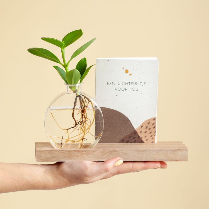 Brievenbus lichtplantje met houten plankje met licht, een vaasje en Clusia plantje. Er is ruimte in het plankje voor een wenskaart