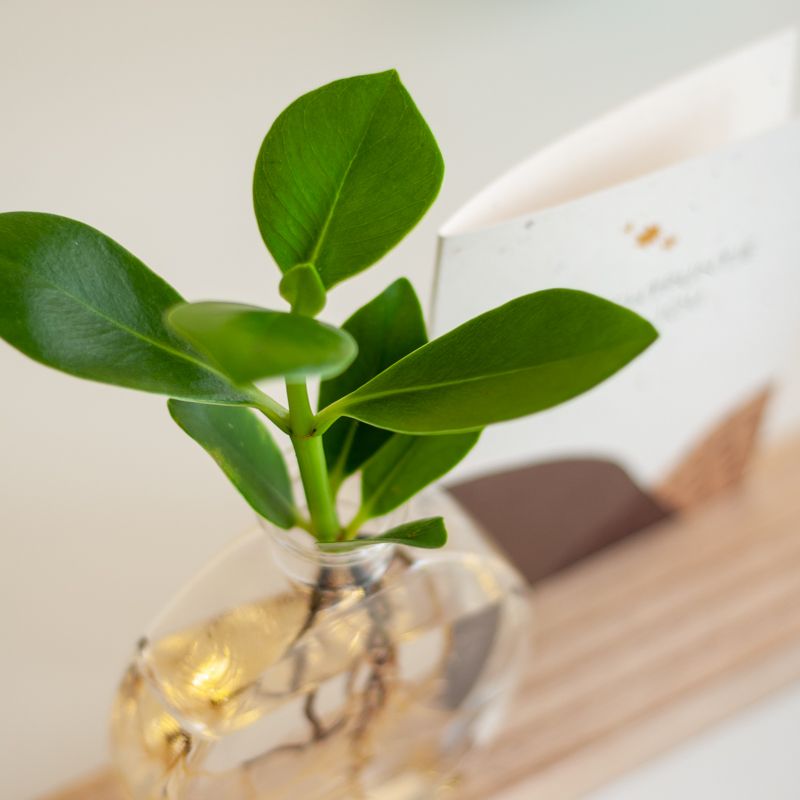 Brievenbus lichtplantje met houten plankje met licht, een vaasje en Clusia plantje. Er is ruimte in het plankje voor een wenskaart
