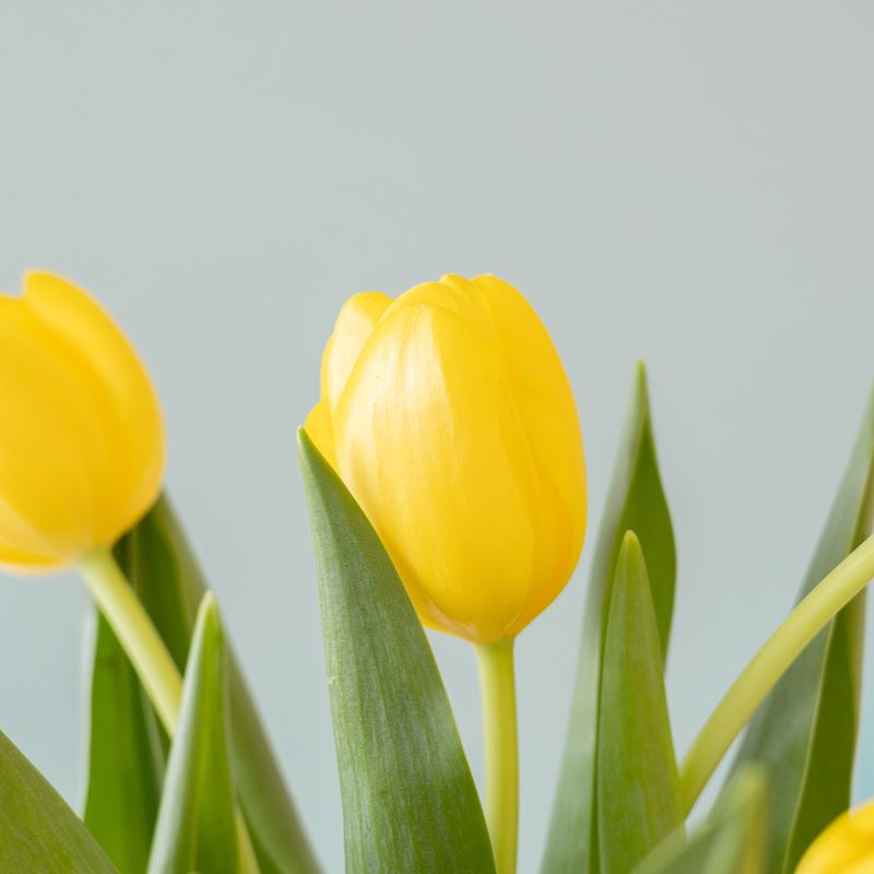 backend-media_library.no_image_found