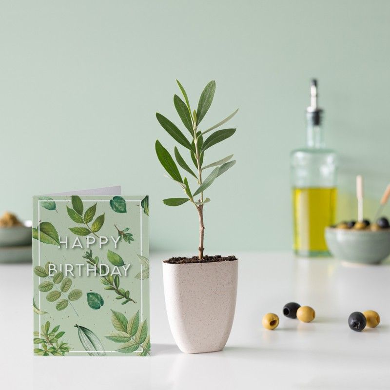 brievenbus olijfboompje in een klein potje van olifantsgras