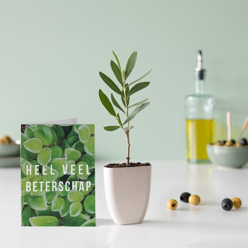 brievenbus olijfboompje in een klein potje van olifantsgras