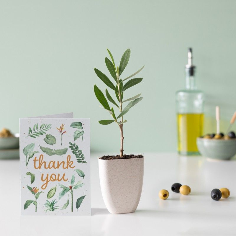 brievenbus olijfboompje in een klein potje van olifantsgras