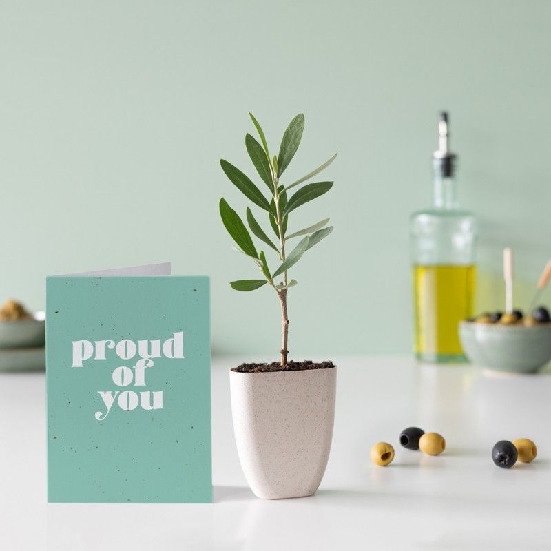 brievenbus olijfboompje in een klein potje van olifantsgras