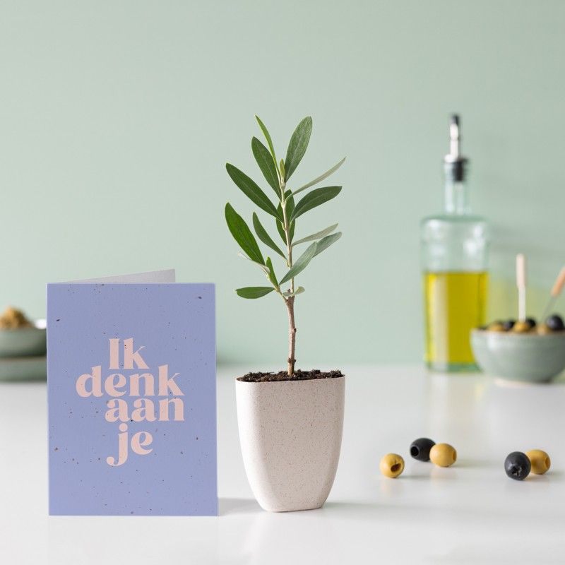 brievenbus olijfboompje in een klein potje van olifantsgras