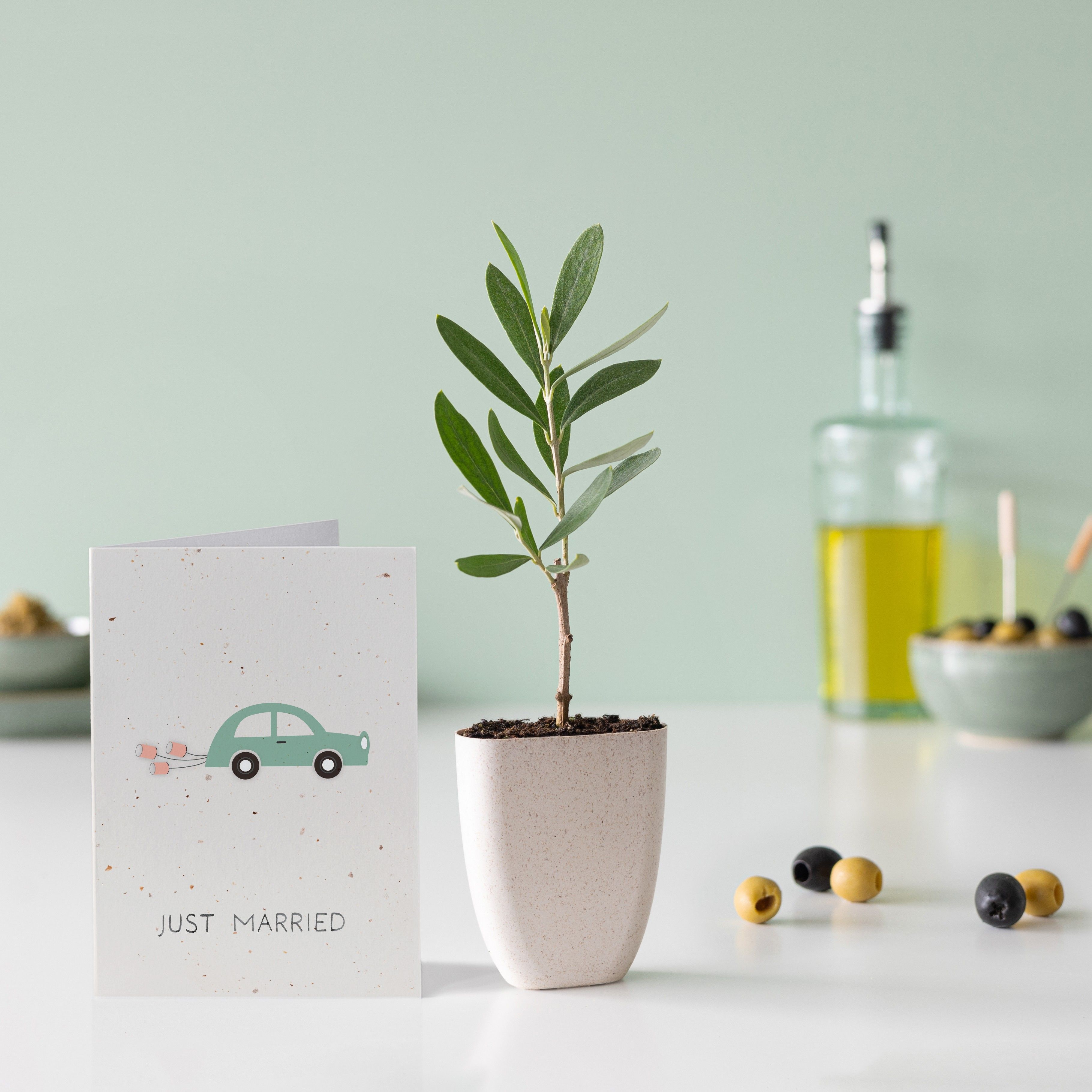 brievenbus olijfboompje in een klein potje van olifantsgras