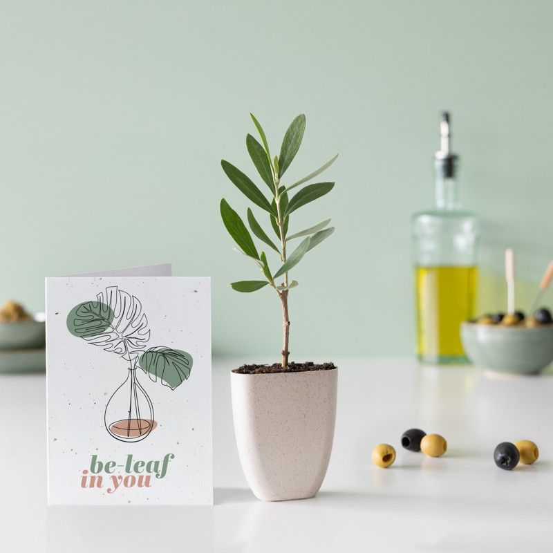 brievenbus olijfboompje in een klein potje van olifantsgras