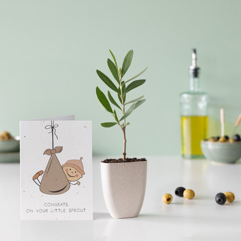 brievenbus olijfboompje in een klein potje van olifantsgras