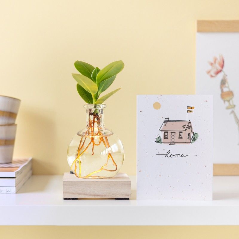 licht-plantje-bloompost-nieuwe-woning