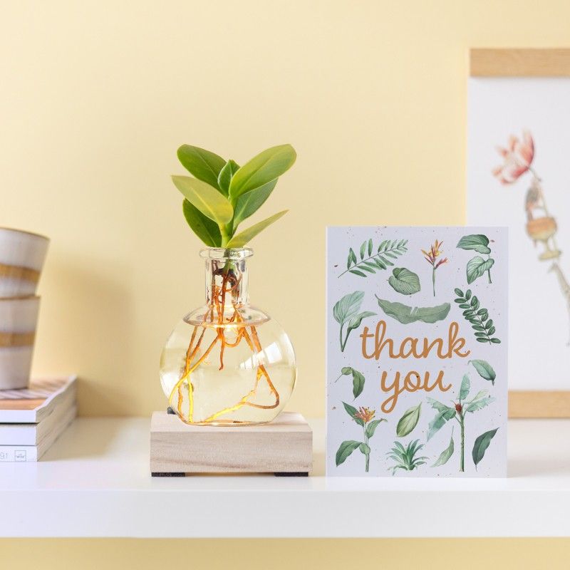 Lichtplantje met plankje met licht, vaasje en een clusia vetplantje