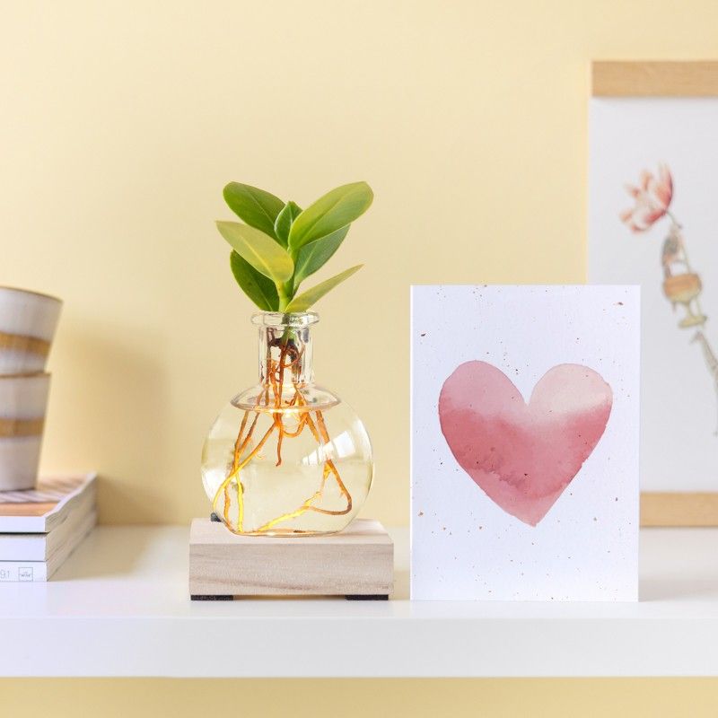 Lichtplantje met plankje met licht, vaasje en een clusia vetplantje