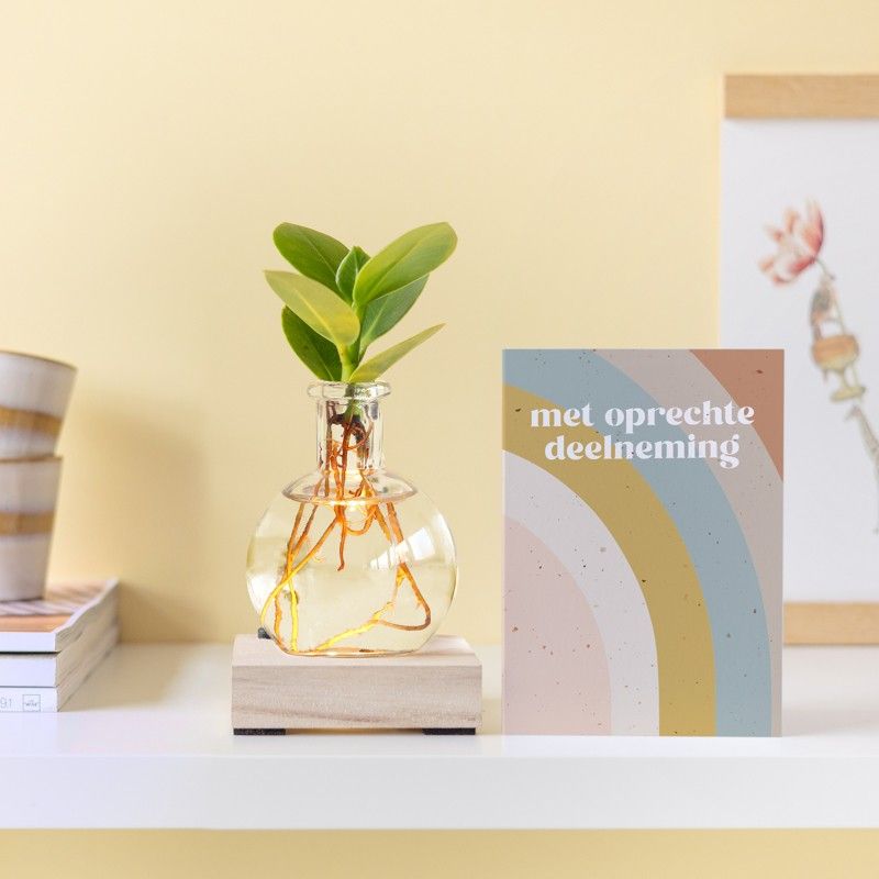 Lichtplantje met plankje met licht, vaasje en een clusia vetplantje