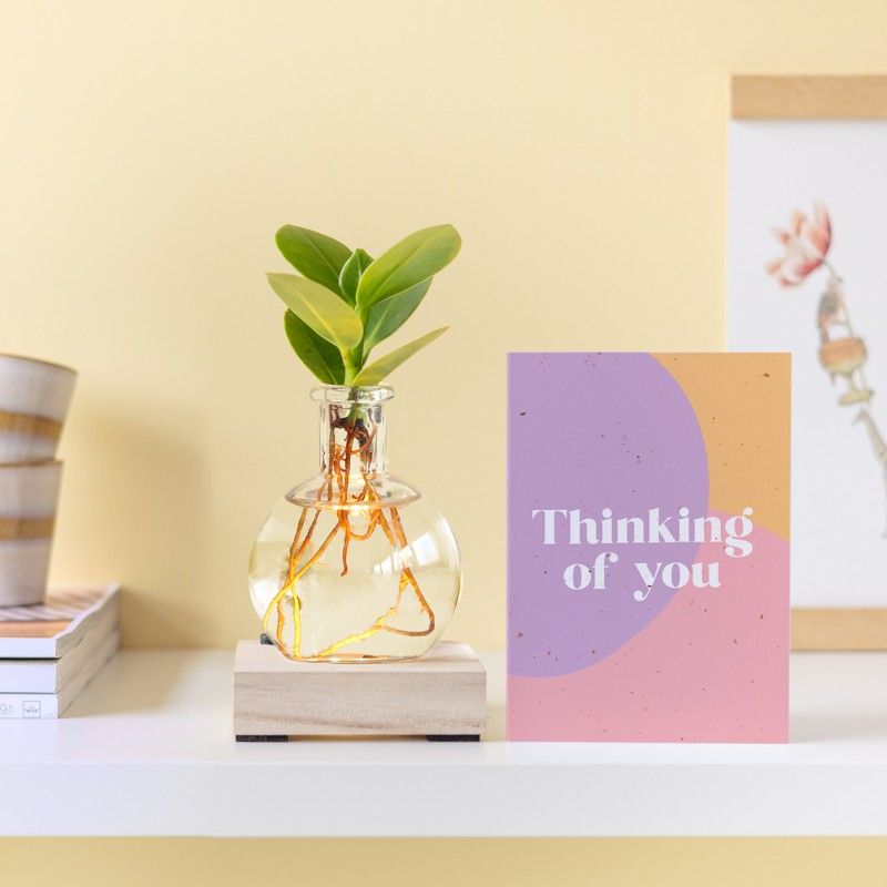 Lichtplantje met plankje met licht, vaasje en een clusia vetplantje