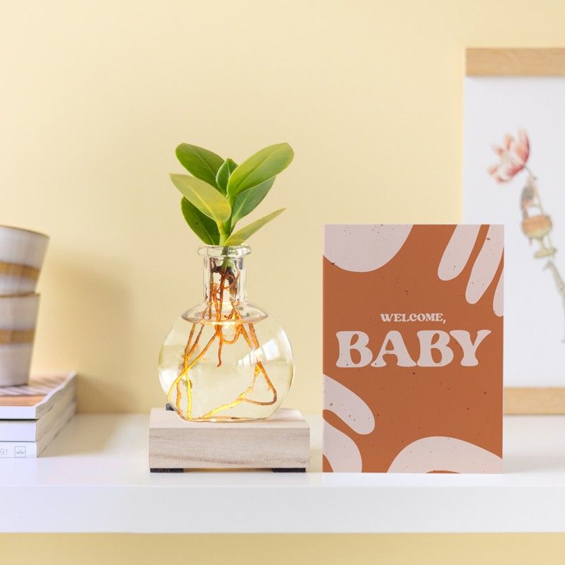 licht-plantje-bloompost-geboorte