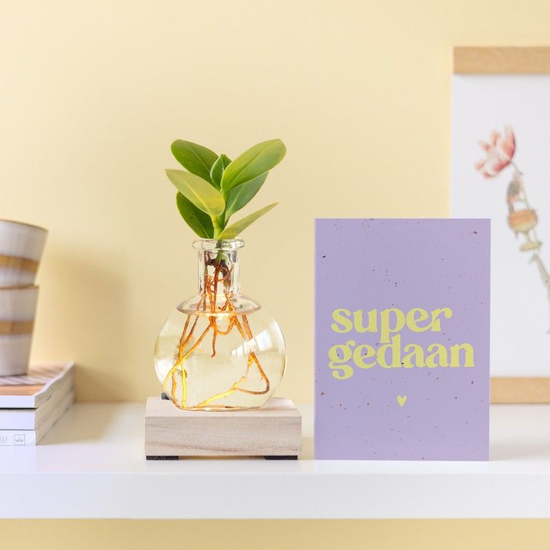 Lichtplantje met plankje met licht, vaasje en een clusia vetplantje