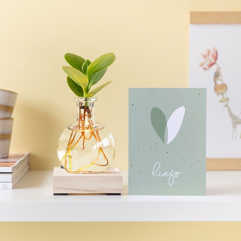 Lichtplantje met plankje met licht, vaasje en een clusia vetplantje