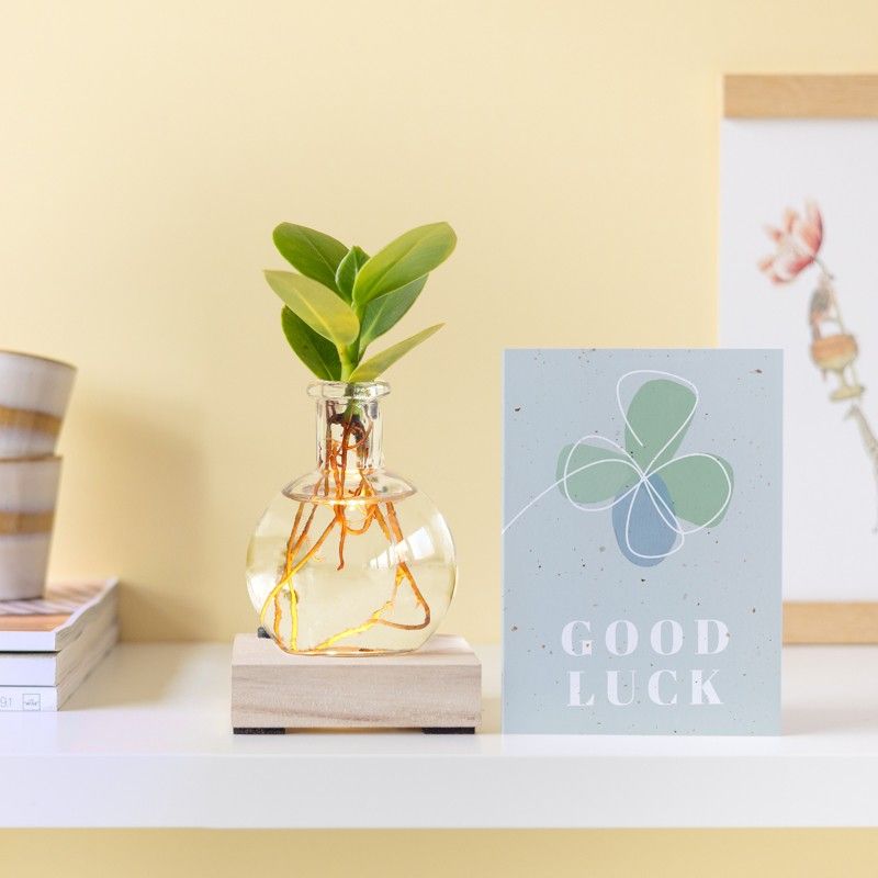 licht-plantje-succes-bloompost