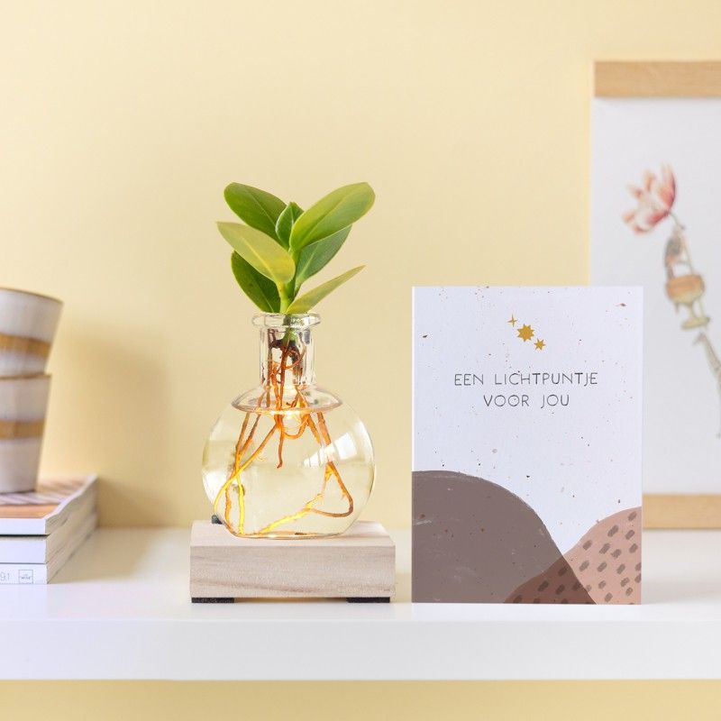 licht-plantje-bloompost-zommar