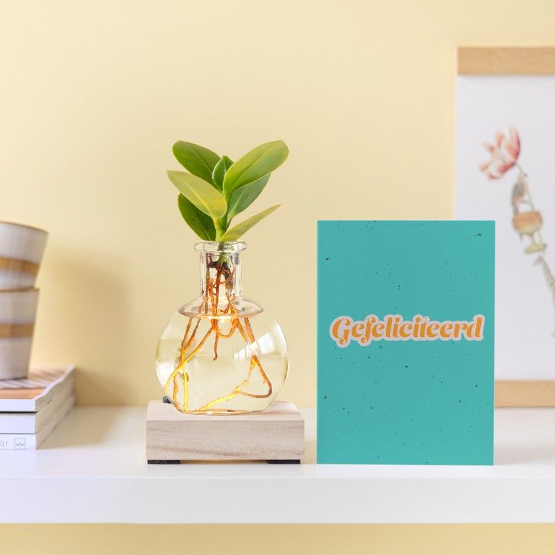 Lichtplantje met plankje met licht, vaasje en een clusia vetplantje