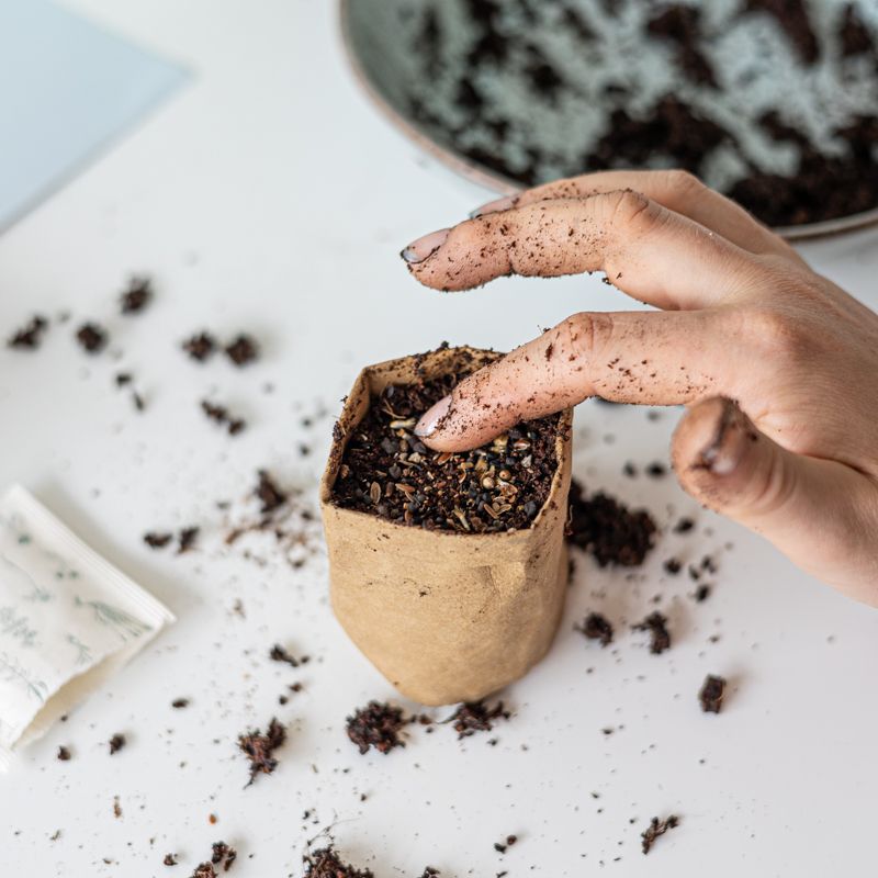 Hoera pakketje met zaden van de Cosmea