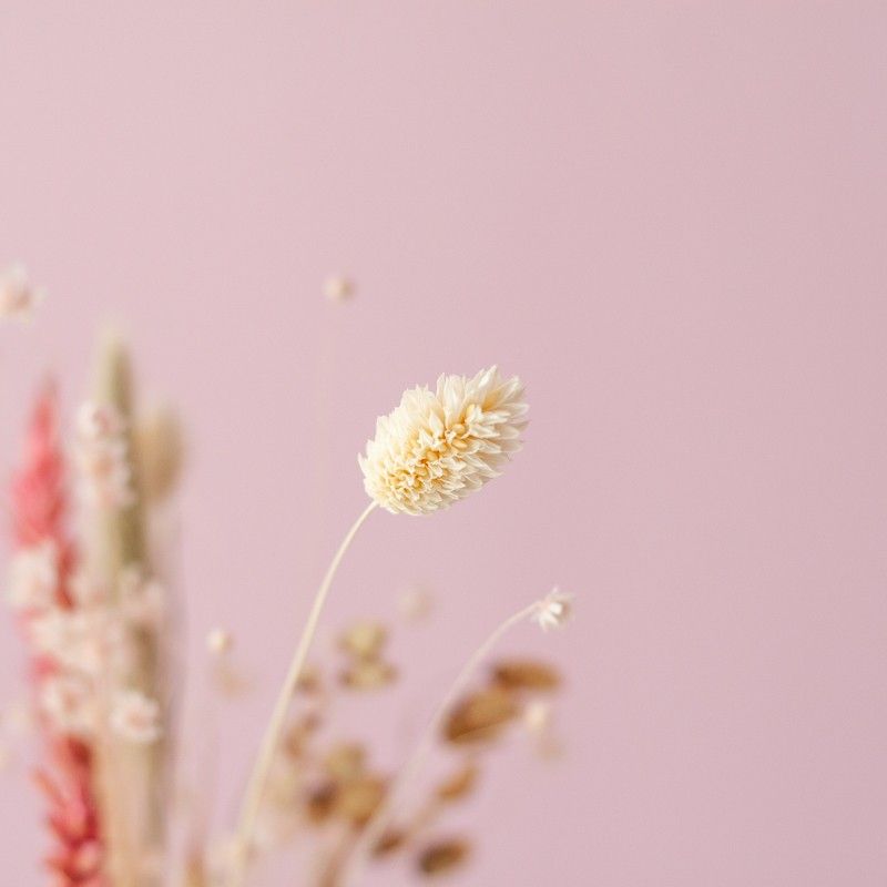 ingezoomde foto van naturel en roze droogbloemen 