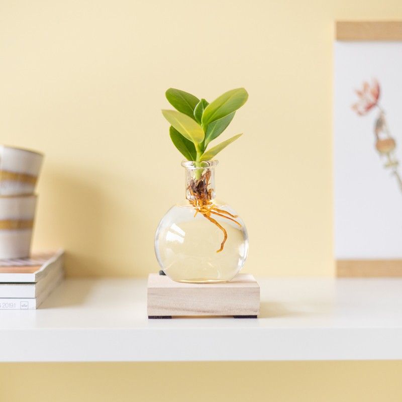 Lichtplantje met plankje met licht, vaasje en een clusia vetplantje