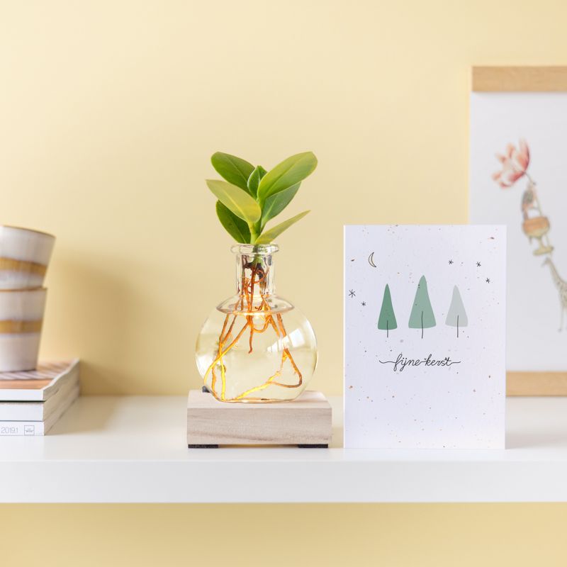 Lichtplantje met plankje met licht, vaasje en een clusia vetplantje