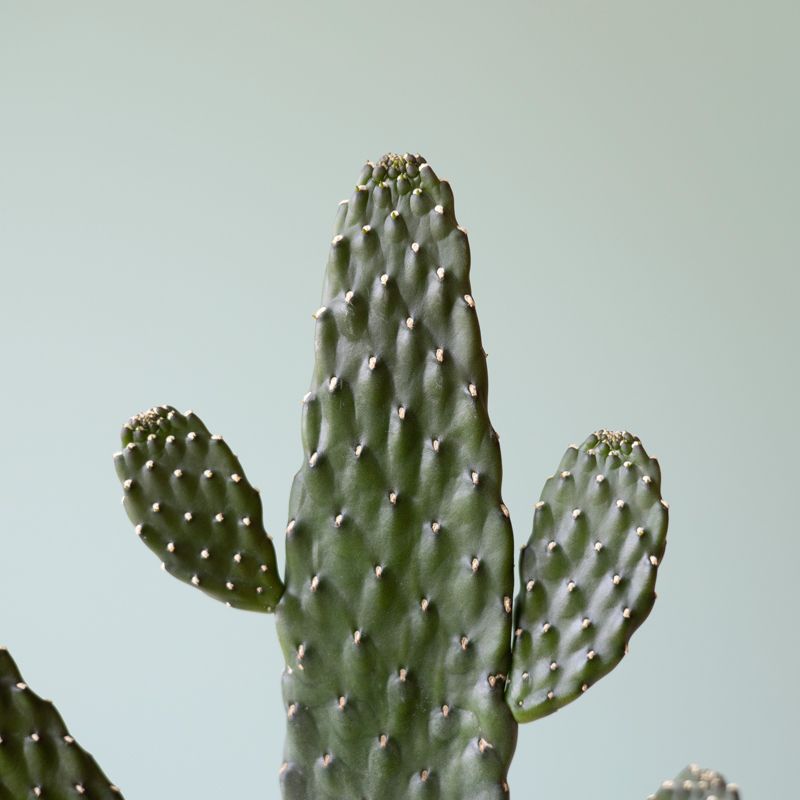 backend-media_library.no_image_found