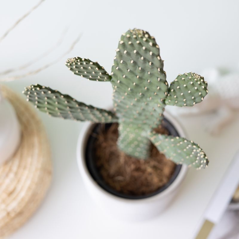 backend-media_library.no_image_found