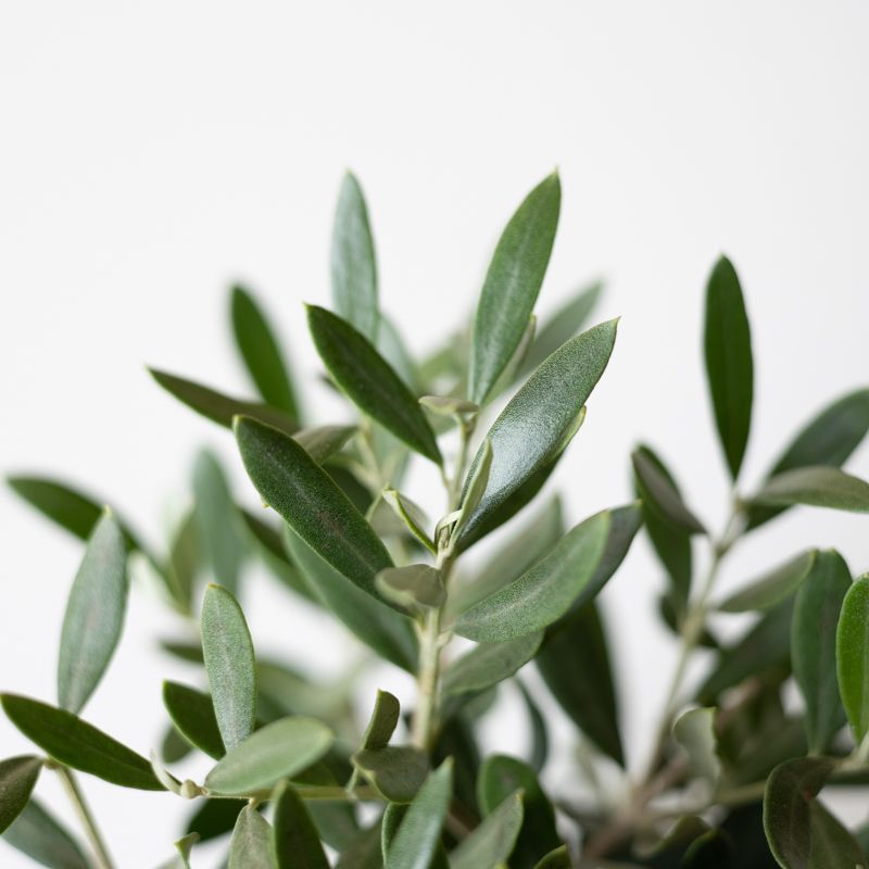 backend-media_library.no_image_found