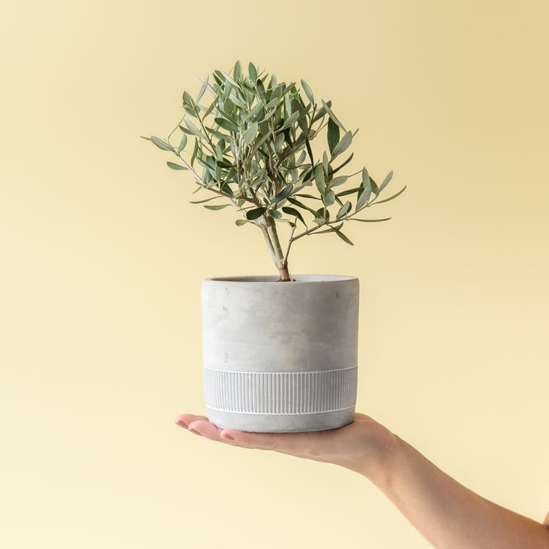 backend-media_library.no_image_found