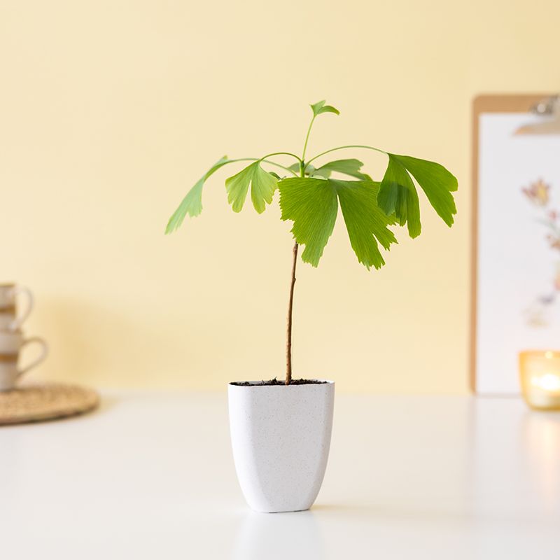 backend-media_library.no_image_found