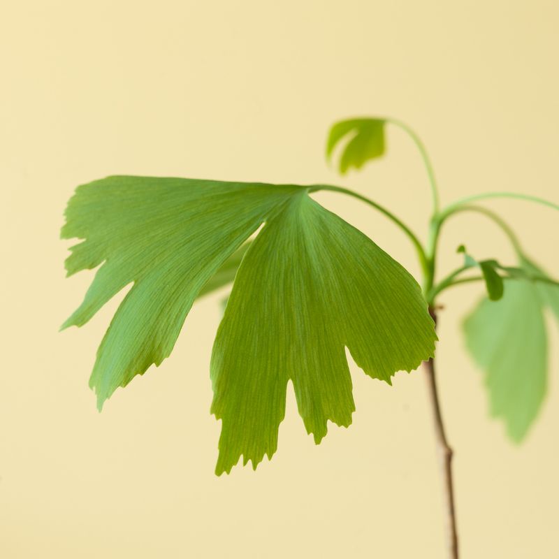 backend-media_library.no_image_found