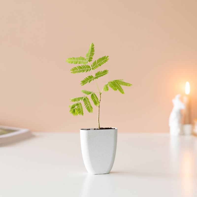 backend-media_library.no_image_found