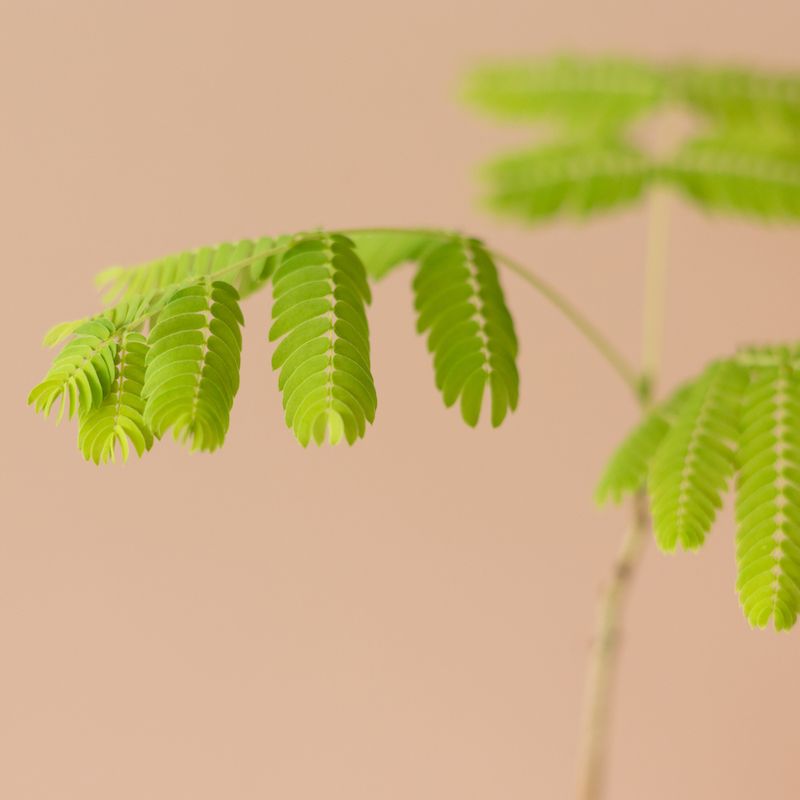 backend-media_library.no_image_found