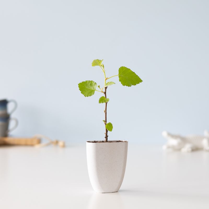 backend-media_library.no_image_found