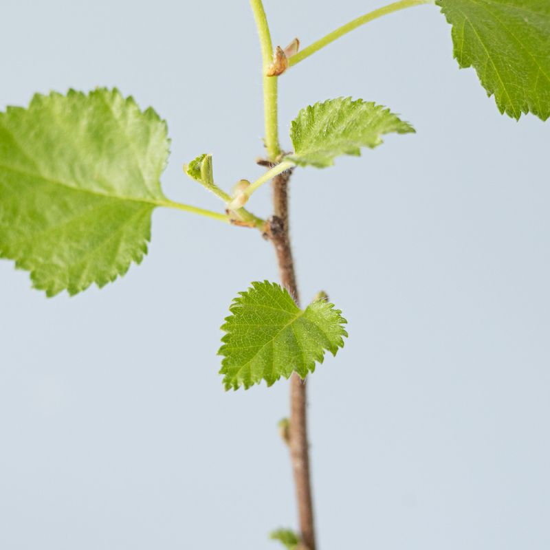 backend-media_library.no_image_found