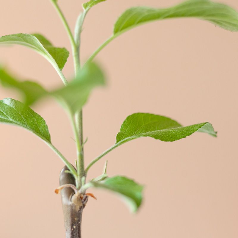 backend-media_library.no_image_found